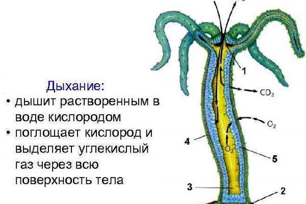 Ошибка на кракене